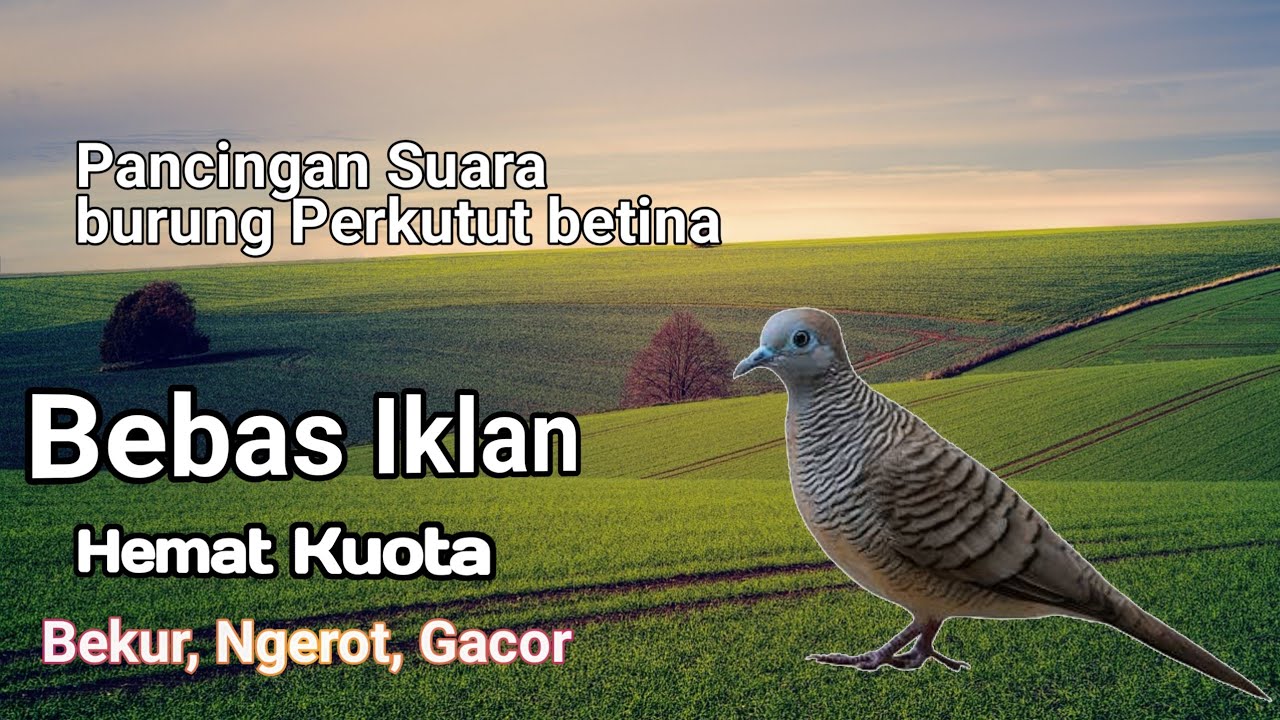 Pancingan Suara Burung Perkutut Betina dan jantan