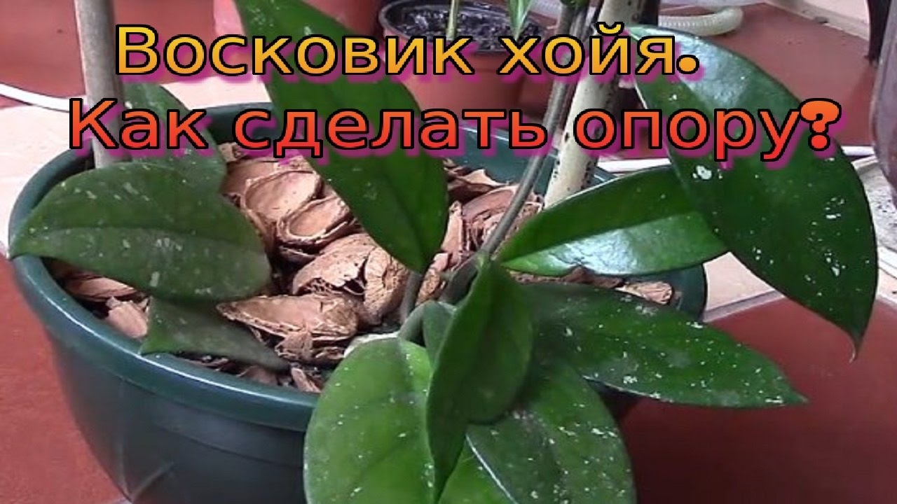 Восковик хойя.  Опора для восковика.
