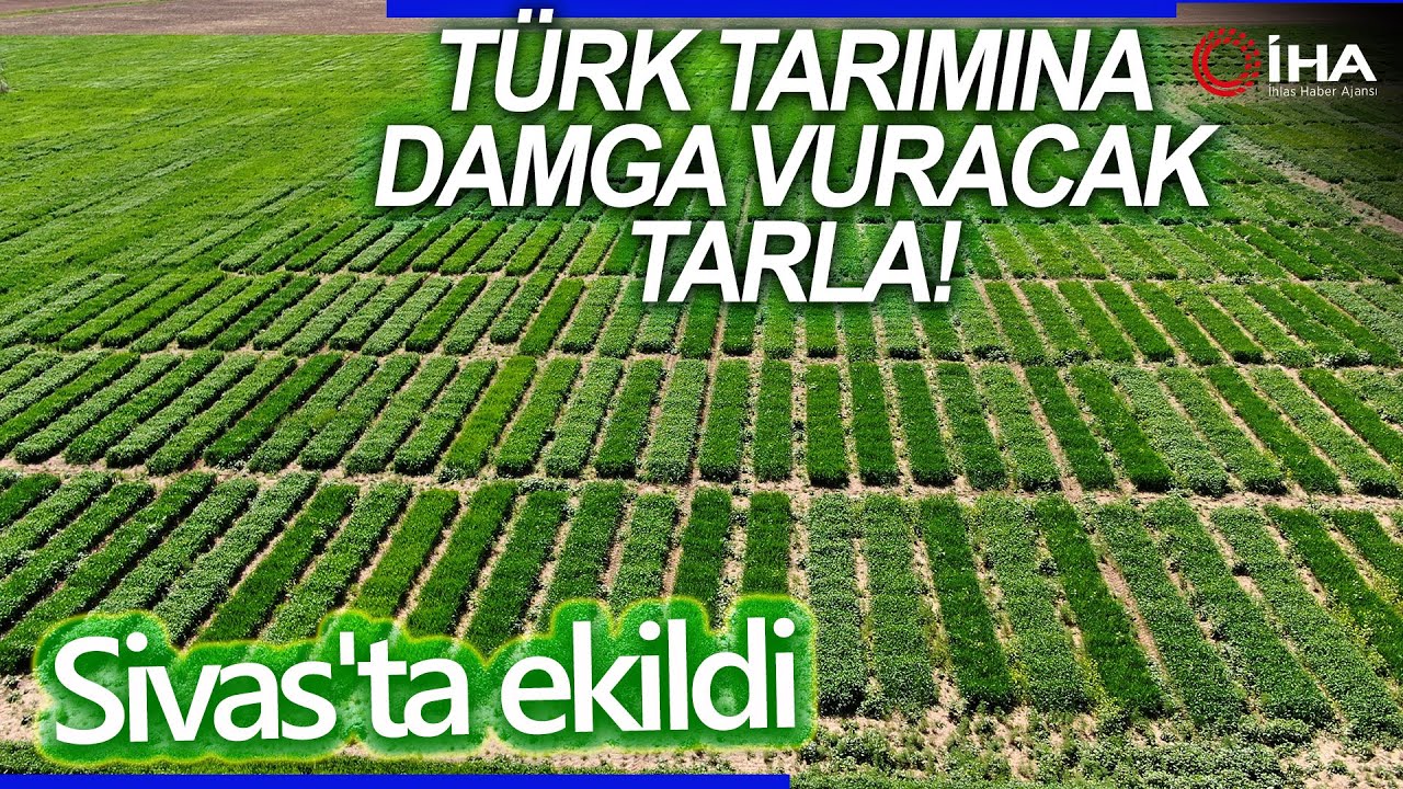 Sivas’taki Bu Tarla Türk Tarımına Damga Vuracak