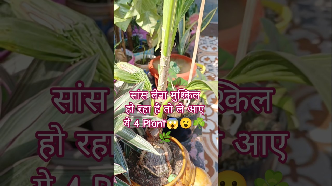 यह 4 Plant जो रखे आपका ख्याल 😳 |plant care tips | 