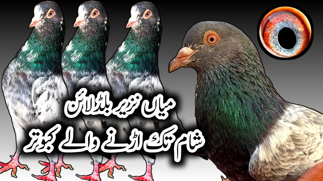 Almari Waly Kabootar 💯 // imam Deen Pigeons // Tasveer Waly Kabootar // Bogest Pigeons Setup
