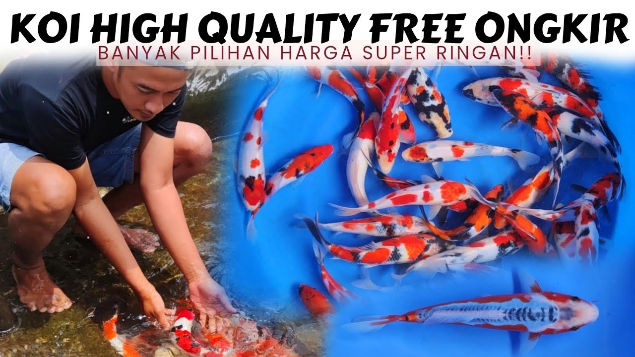 Disini Tempatnya Belanja Ikan Koi Dengan Banyak Pilihan❗BSG Koi Center Tulungagung