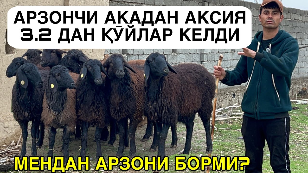 БУНДАН АРЗОНИ БОРМИ? ☎️+998954451656 ☎️+998916429101