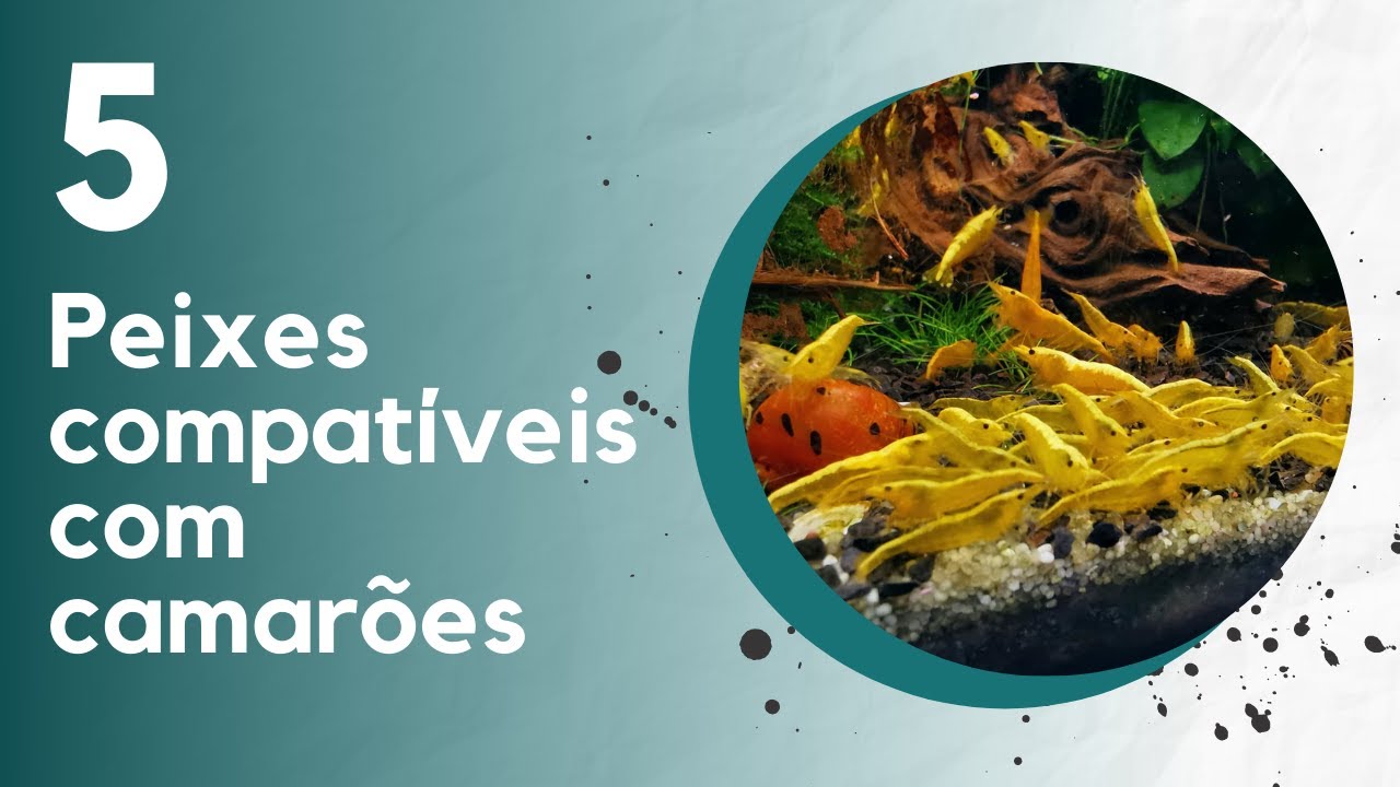5 peixes COMPATÍVEIS com camarões
