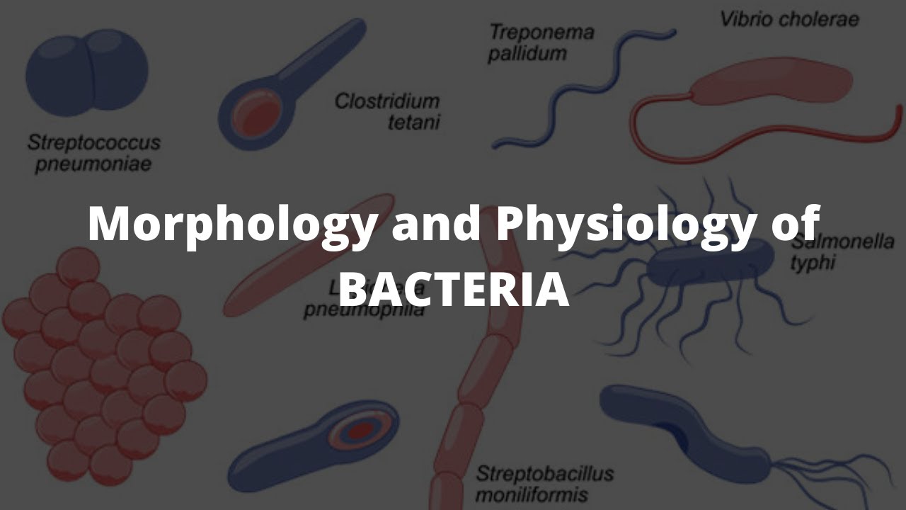 Morphology and Physiology of BACTERIA | Microbiology made easy | Inspiring Mindz | #StudywithIM