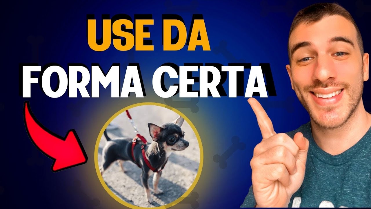 Qual a Melhor Coleira Para Cachorro Pequeno?