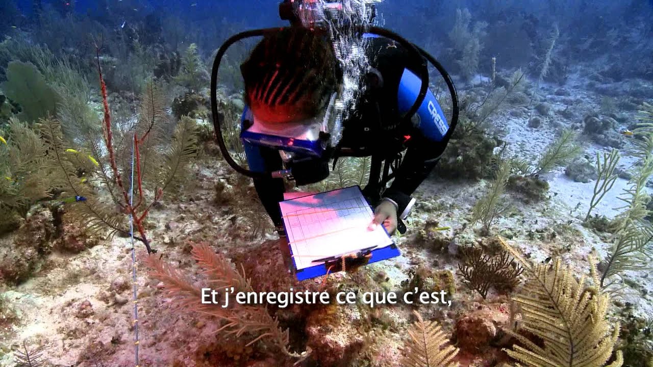 The World's Largest Coral Reef Survey, The Global Reef Expedition: Bahamas (French Subtitled)