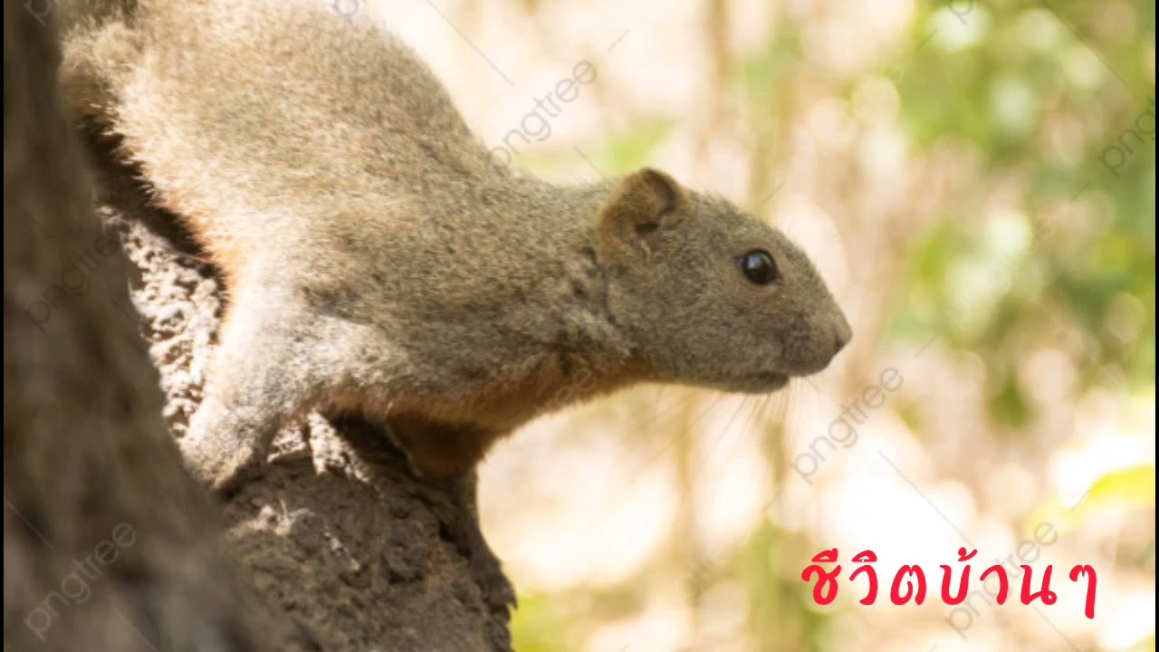 เสียงกระรอก