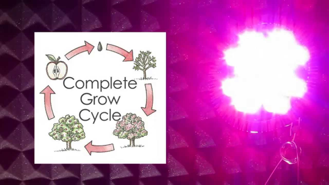 NEW LED Grow Light Bulb REVIEW 3 Watt Chip Support Grow Light - GrowAce.com