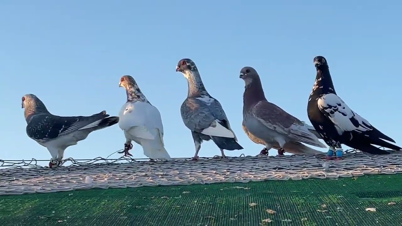 كم حبه ضيعنا من الحمام وشو راح انبيع وشو راح نخلي 