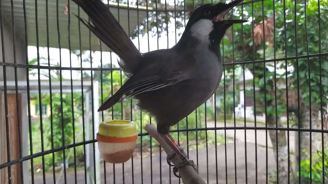 Masteran Poksay Hongkong Gacor Mantap‼️HITUNGAN Menit  burung poksay pasti nyaut #3