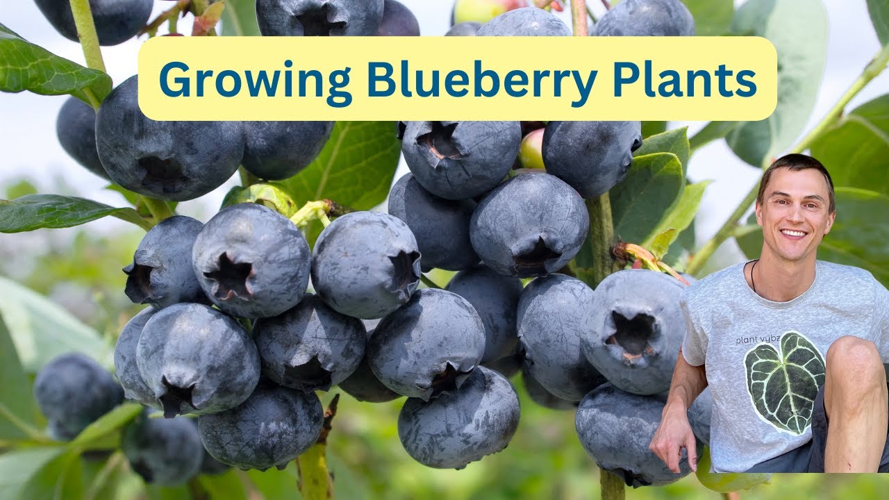 Growing BLUEBERRY Plants - Tips for Max Yield - How to Acidify Soil - Vaccinium spp.