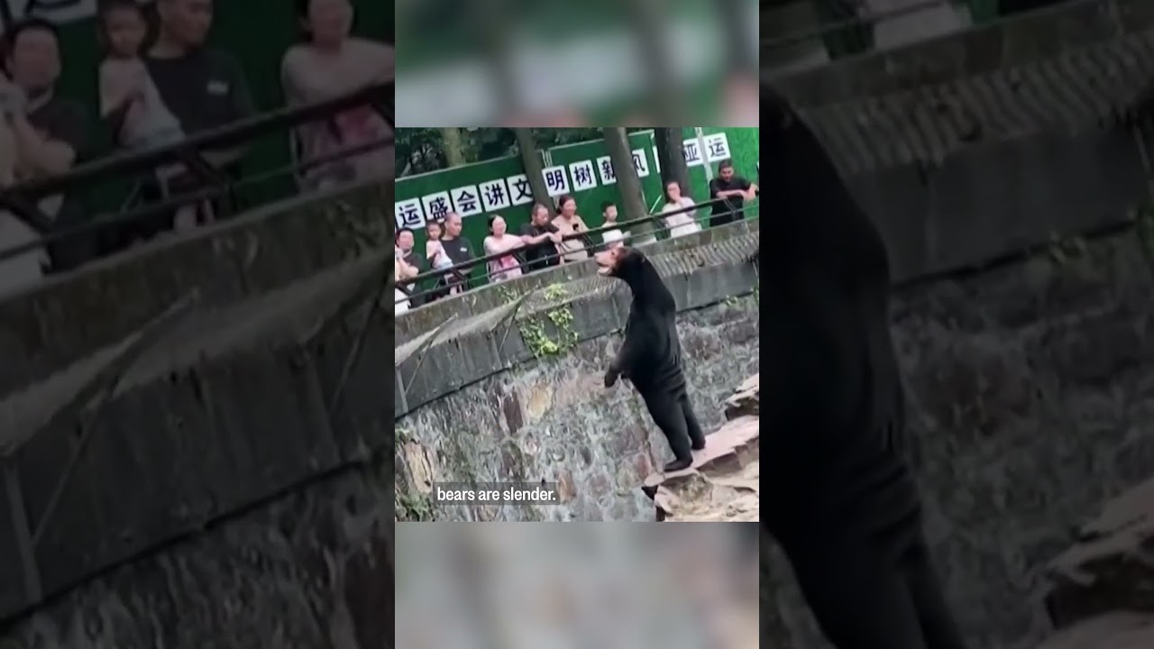 China zoo denies that sun bear is a human in a costume