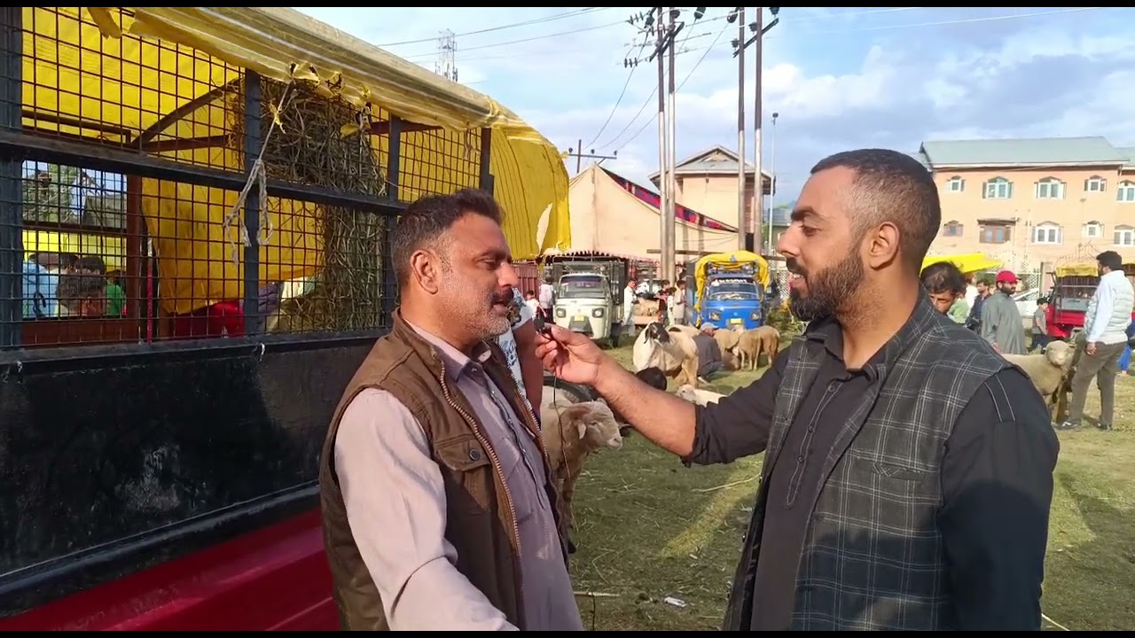largest sheep Mandi Kashmir valley at eidgah srinagar Kashmir #subscribe @Mtk_kashmir