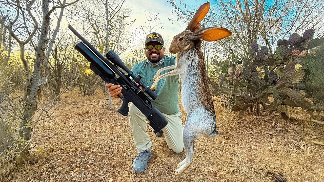 Caza de Liebres GIGANTES con rifle HALCÓN PCP 5.5