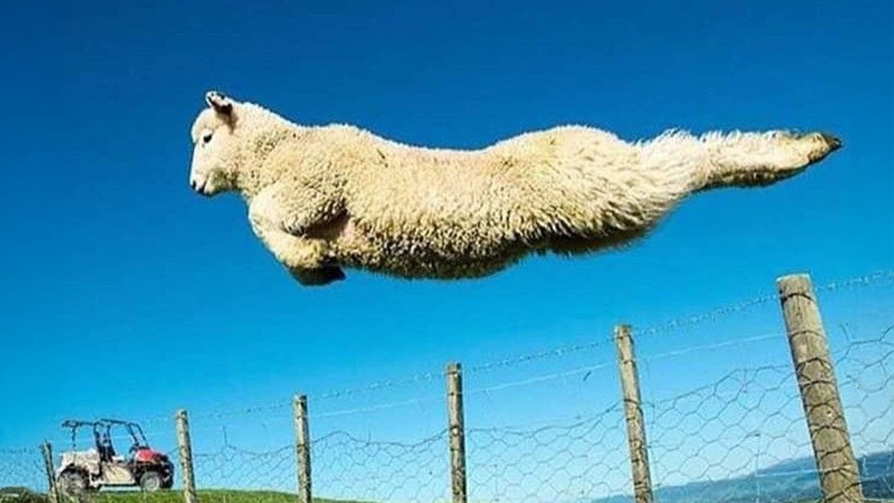 Funniest Animal Moments of 2026 That Will Make You Cry Laughing!