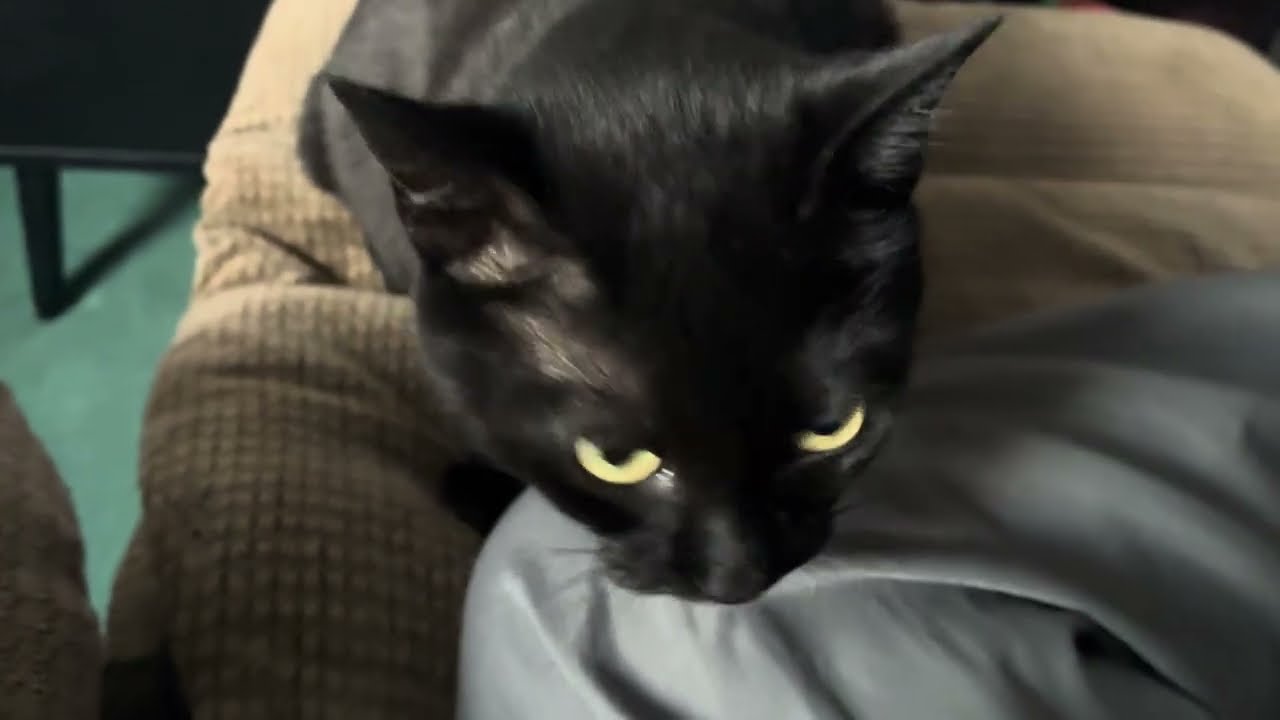 This Is A Just Jojo (The Cat) Video