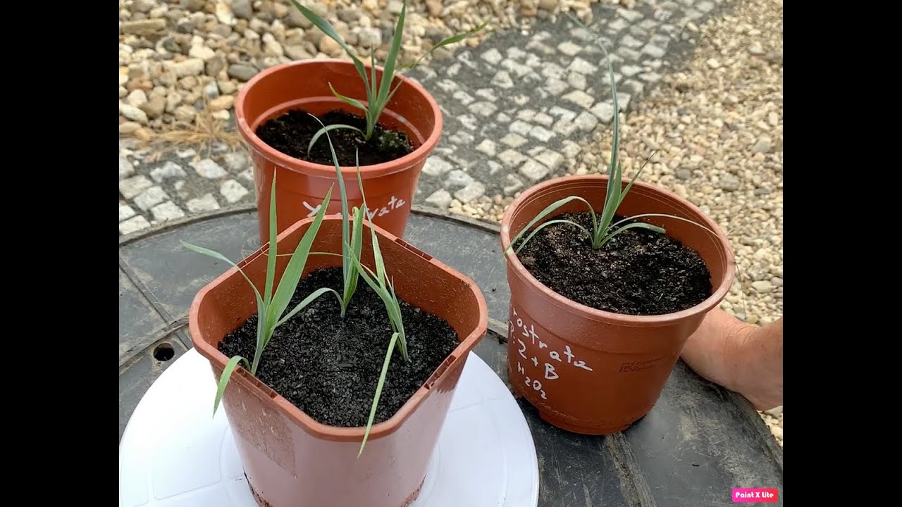 IZERSKIE TROPIKI - YUCCA ROSTRATA - WZROST DZIEŃ 37-142