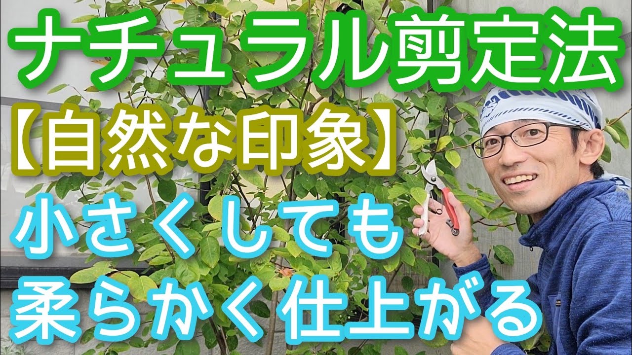 【庭木の自然風剪定】狭いスペースでも優しい樹形を楽しみたい(2025年10月)🌿🎵