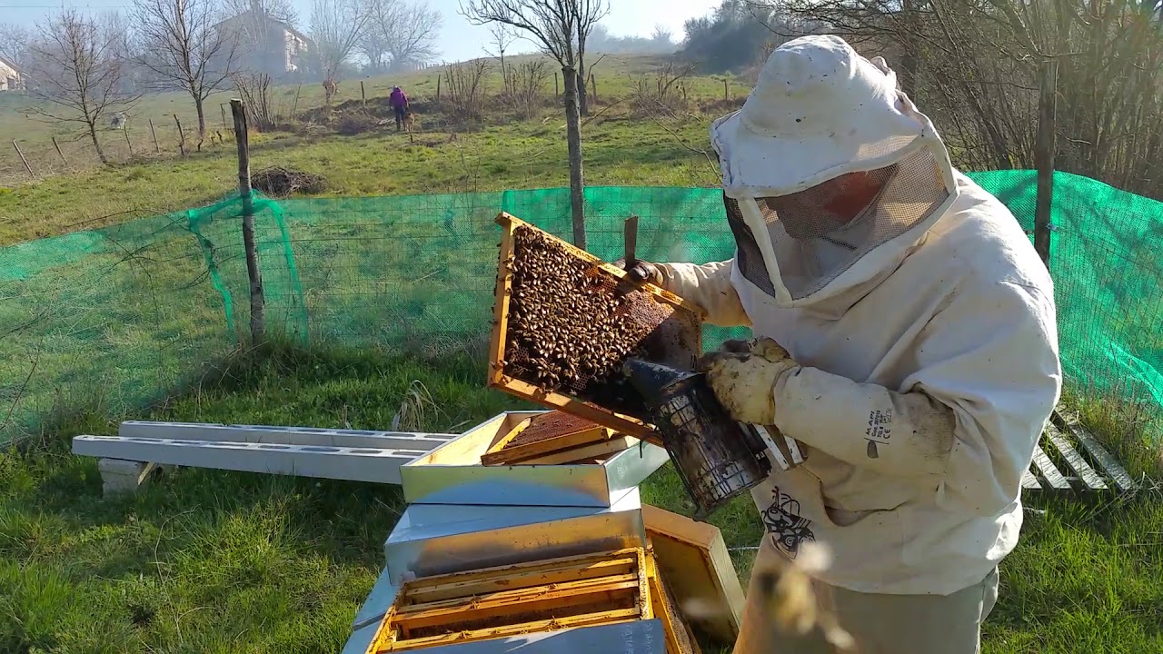 Apicoltura 2020: preparare gli alveari al colpo di coda invernale