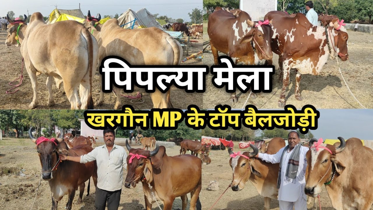 👌👌किसानों की बैल जोड़ी #पिपल्या_मेला से खास बैलजोड़ियों की वीडियो ||  Piplya Mela News Update 👍👍