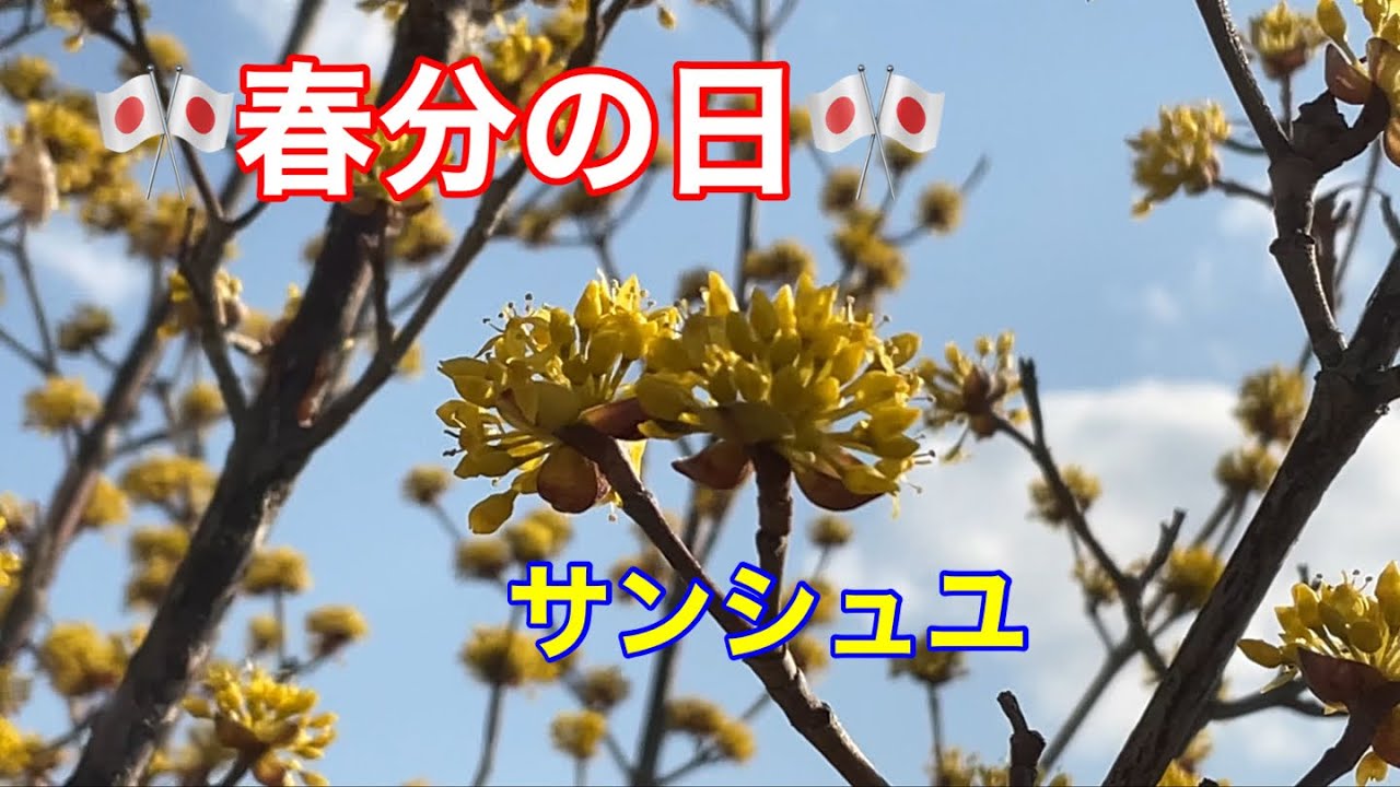 まるおの母　まるこの宿根草と低木の庭　2026 03 20 春分の日の庭は、穏やかになりそう。水仙も続々開花中。クリスマスローズも賑やかになって来ました。