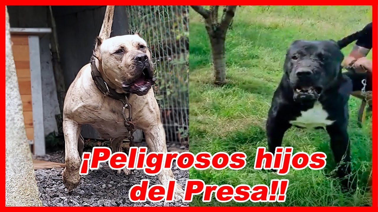 TOP 10 HÍBRIDOS de PRESA CANARIO nunca antes vistos