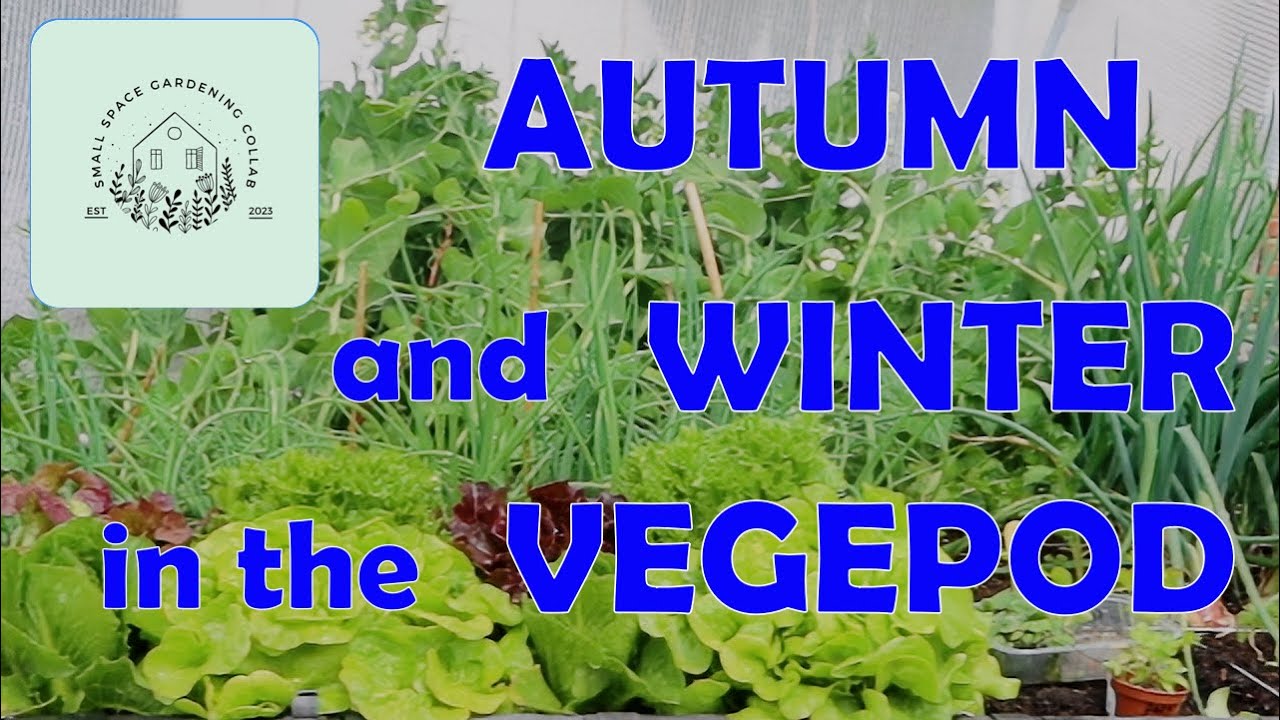 Осень и зима в Vegepod — видеоролик о совместном проекте по садоводству на небольших участках.