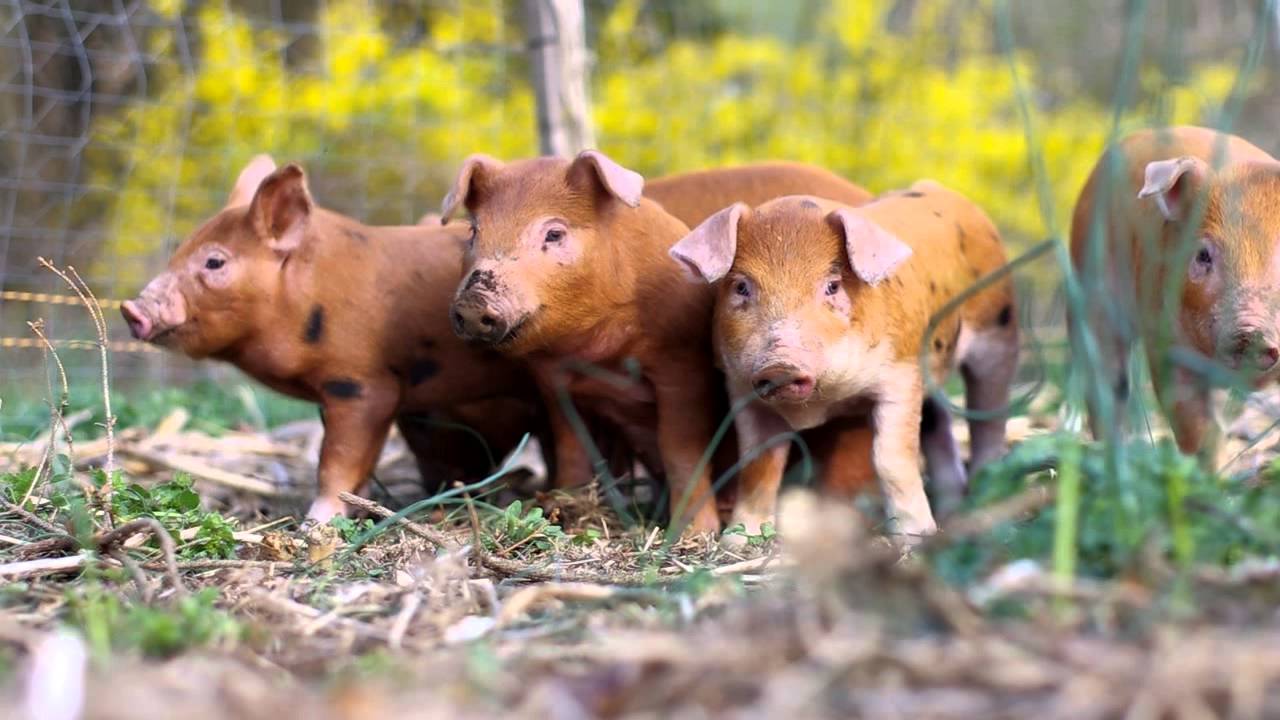 Training piglets to an electric fence