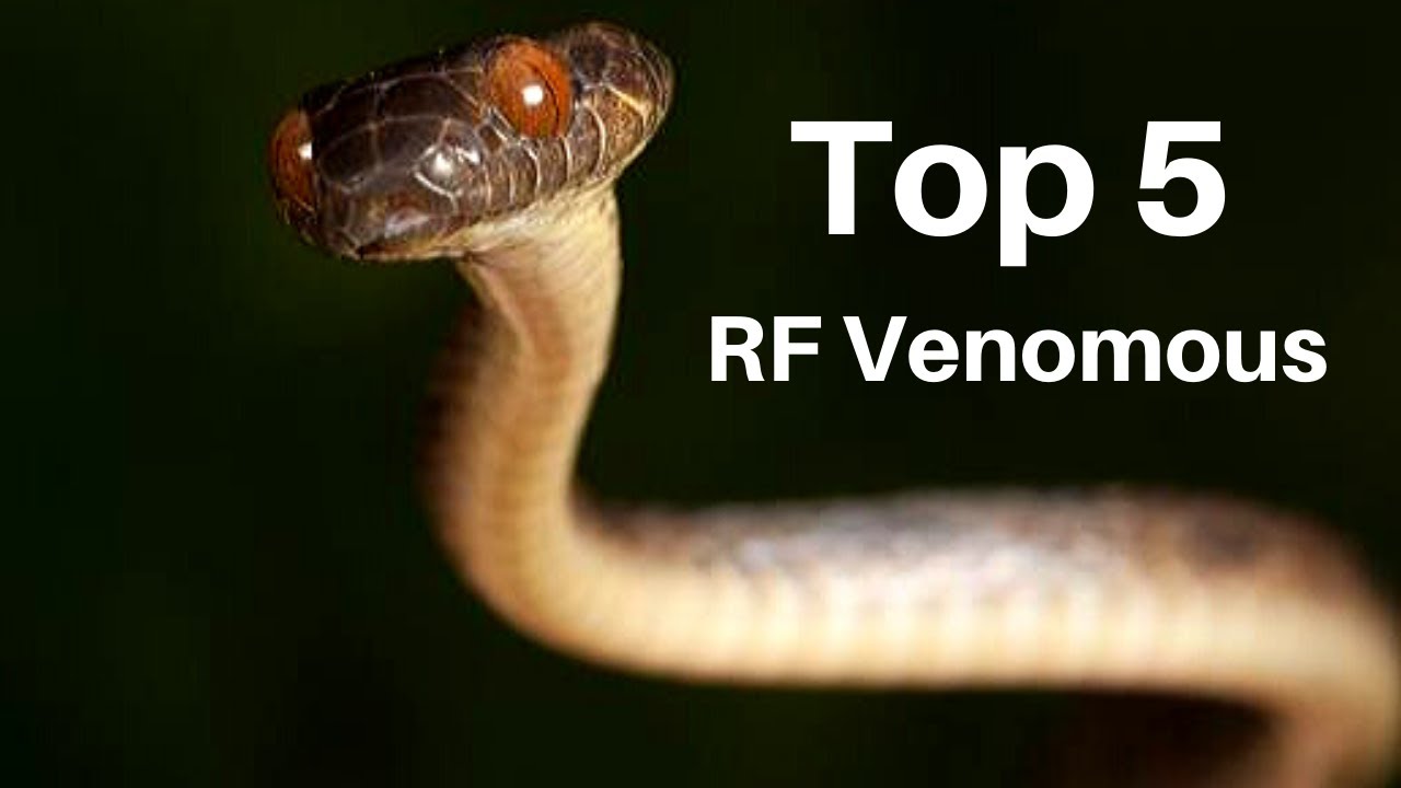 Top 5 Rear Fanged Venomous Snakes