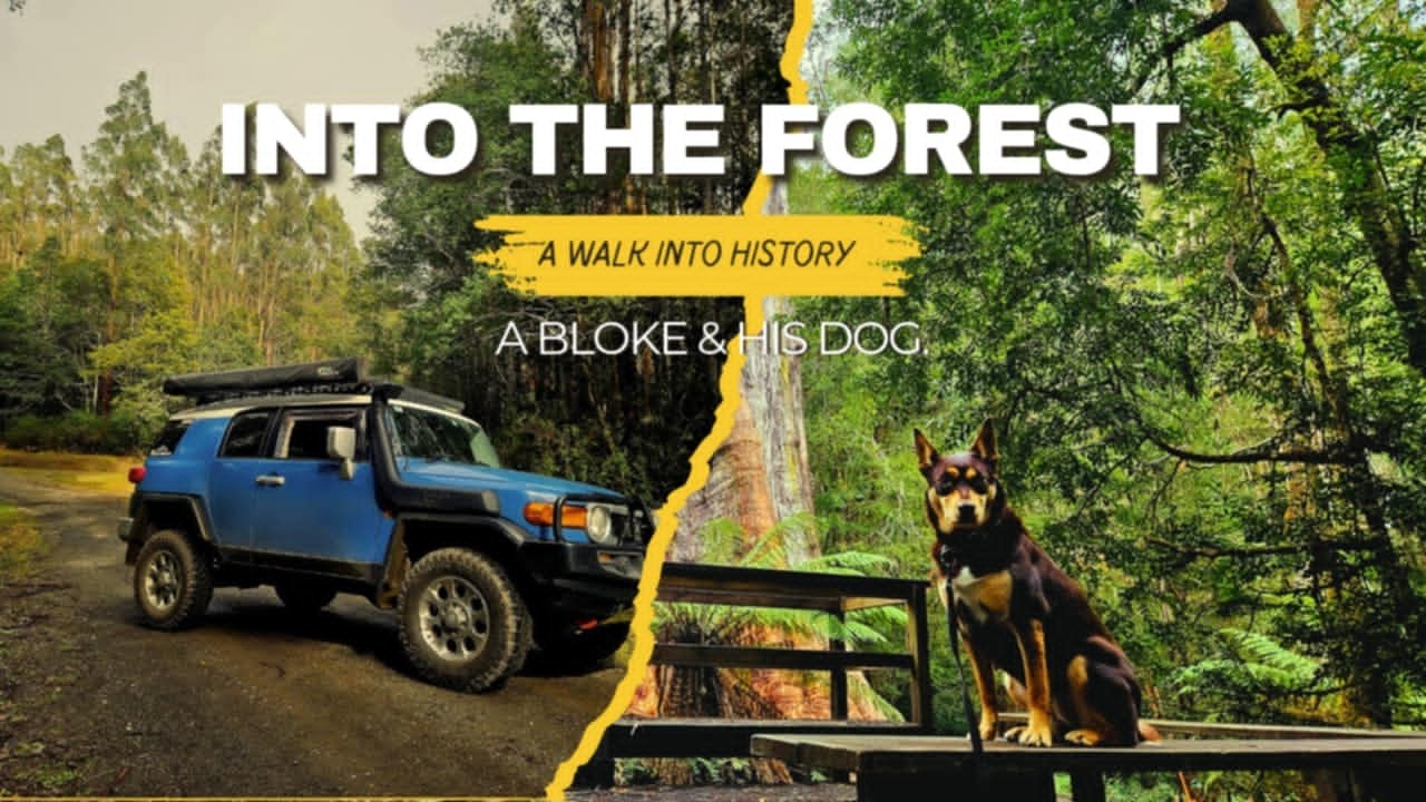 Land of the Giants | FJ Cruiser | Dog Friendly Bushwalk to the Ada Tree