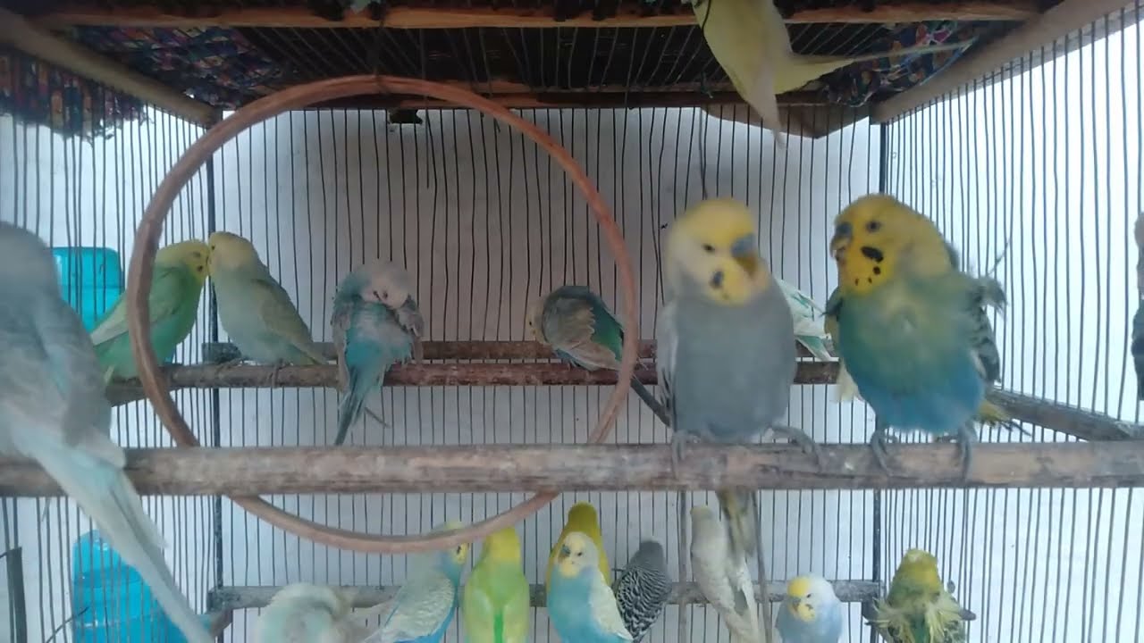 🌿ストレスが消える？インコに優しい空間の作り方🦜