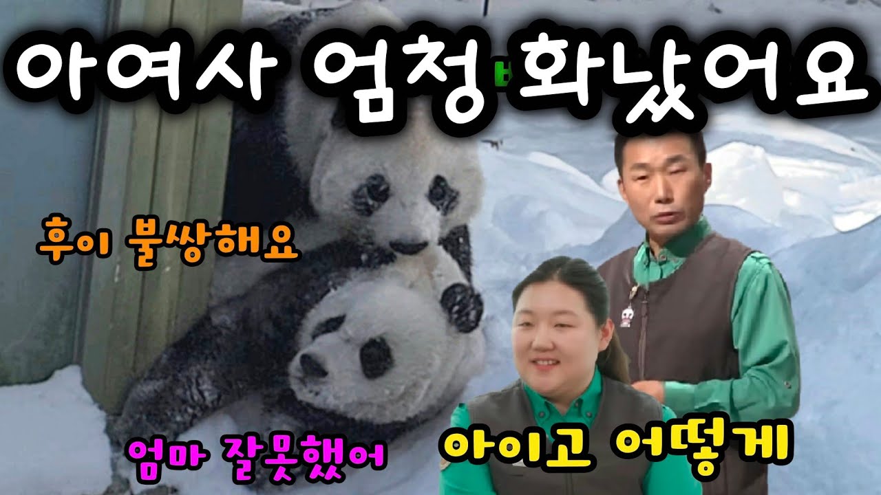 2025년 2월 8일 아이바오 엄청 💢화나셨습니다 #panda #熊猫 #パンダ