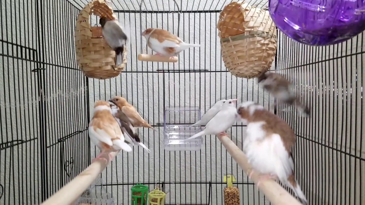 Society Finches ~ Varieties