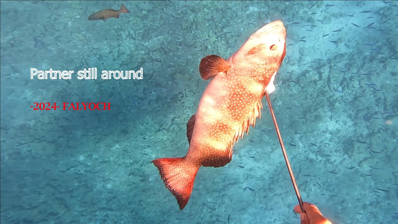Spearfishing Giant Coral Trout #fishing #coraltrout #pacific #micronesia #2024video #summer