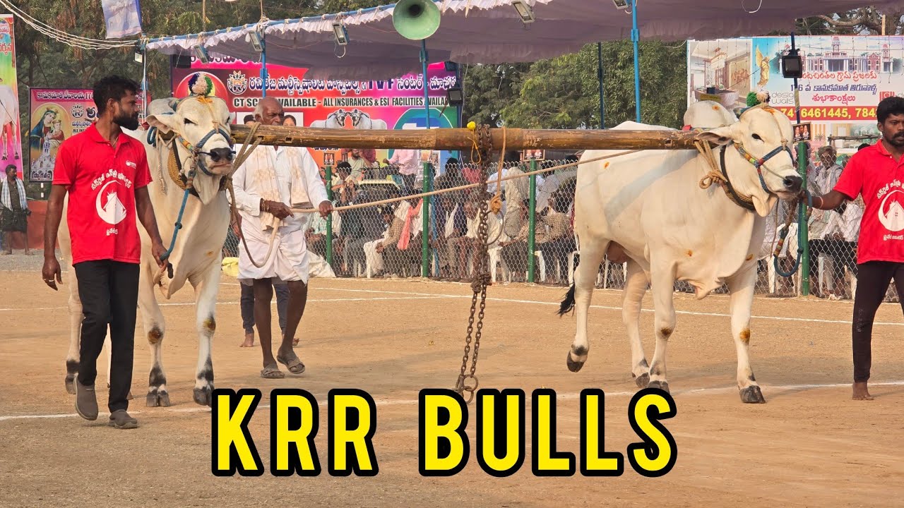 రెంటచింతల నాలుగు పళ్ళు 8జత.KRR BULLS కొప్పుల గోవర్ధన్ రెడ్డి ప్రవలెష్ రెడ్డిగారు మేళ్లచెరువు