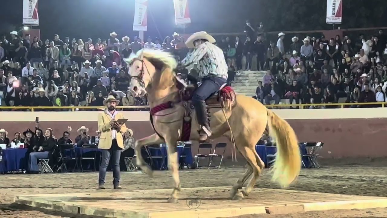 🐴 CABALLOS BAILADORES 🎡 FERIA GANADERA DE CULIACÁN 💯