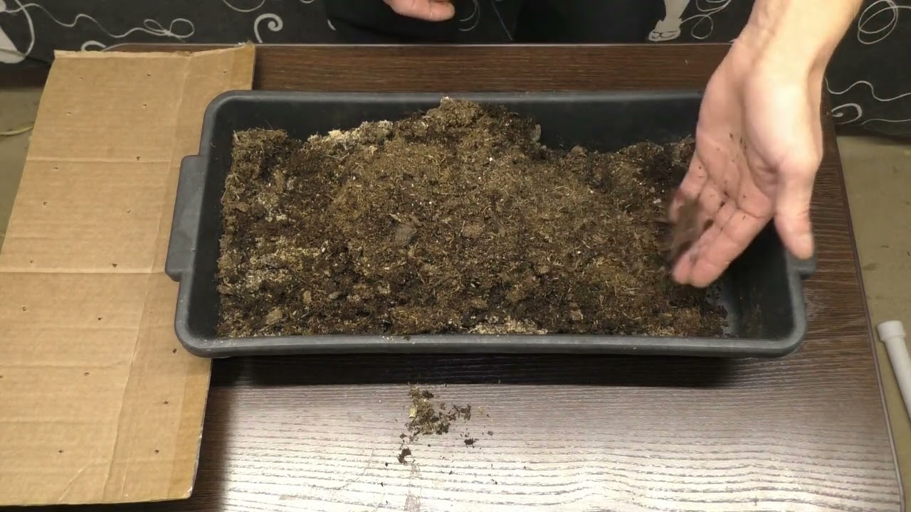 Как  правильно разводить червя дендробена , не делая из квартиры помойку.!!!!