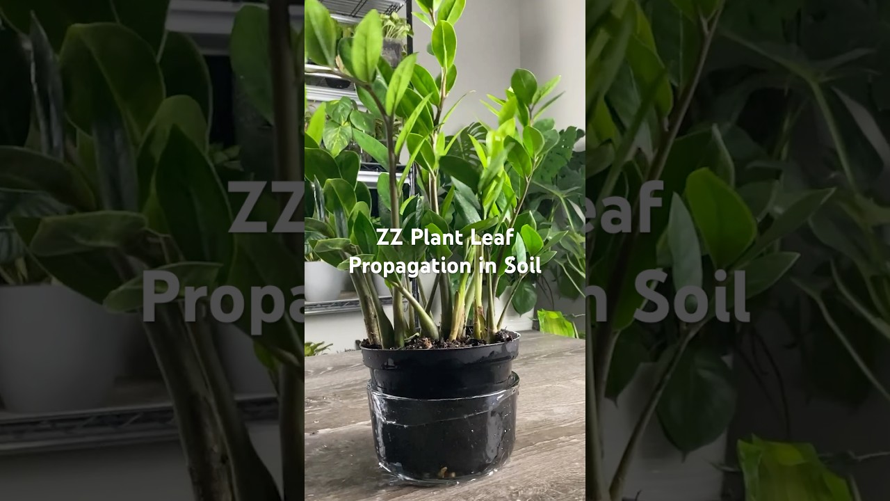 How To MIRACULOUSLY Propagate ZZ Plant from Just Leaves