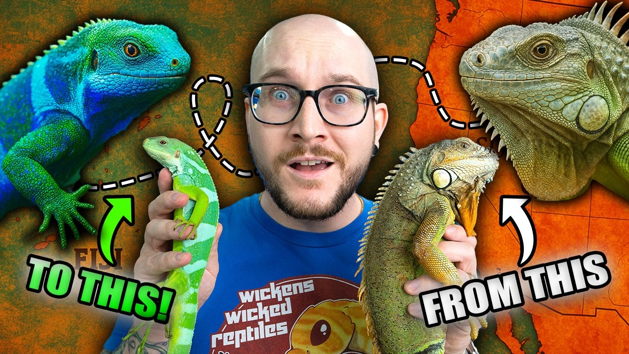 A NEW Iguana Species? Here's How!