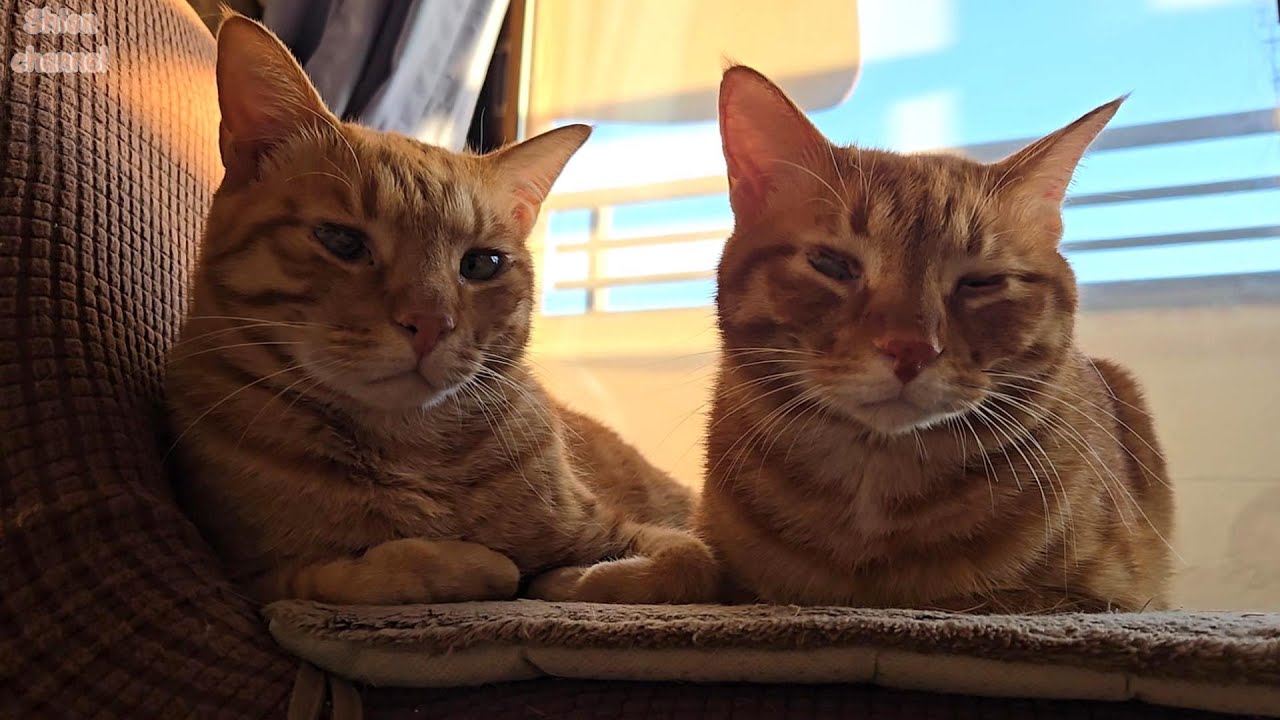 特に変わり映えしないけどとっても平和だった猫たちのお正月
