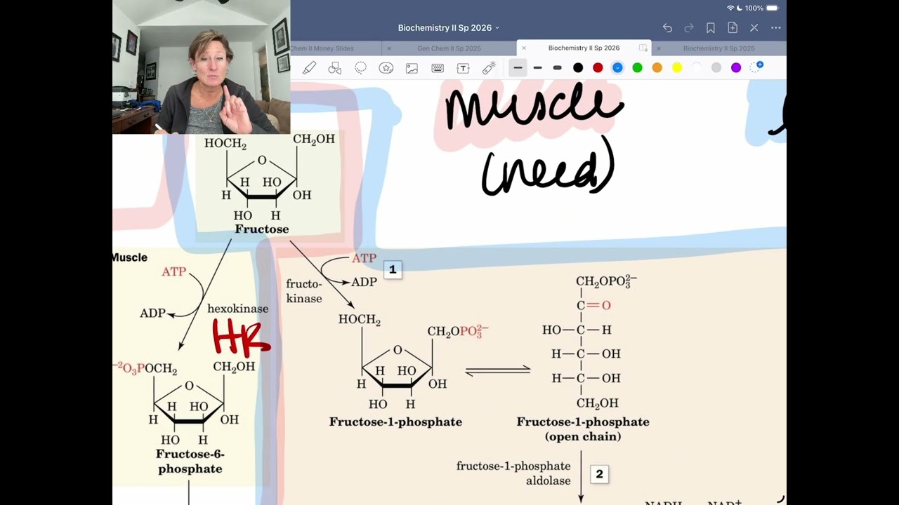 Metabolism of Fructose makes us Fat