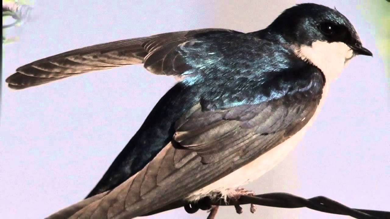 01 BILLY VAUGHN LA GOLONDRINA HD ) One of my most favourite songs. Ivan S Chin