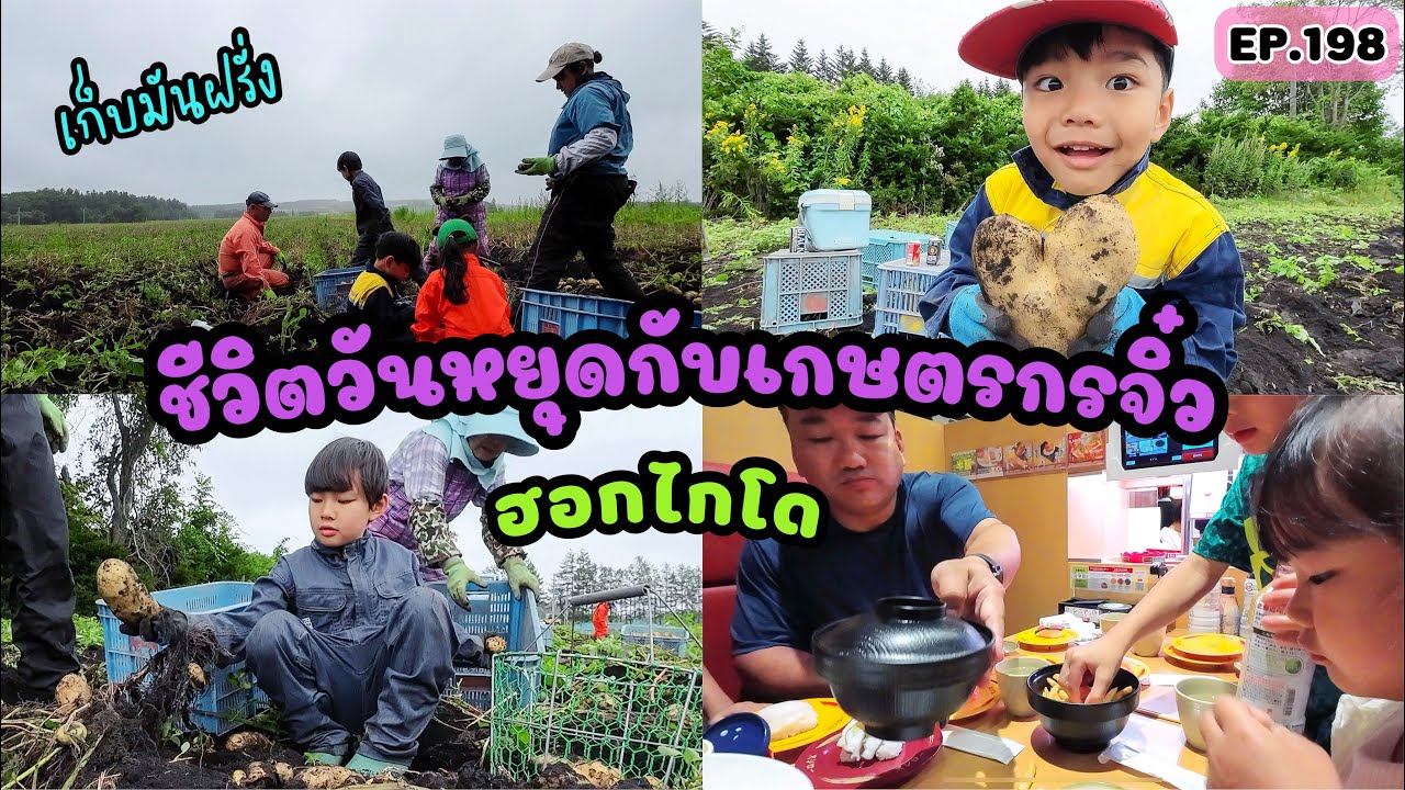 EP.198 | เกษตรกรจิ๋วไปช่วยเก็บมันที่ไร่ เจอมันหัวใหญ่ม๊าาาก พ่อพาไปซื้อของและตบท้ายที่ร้านซูชิ