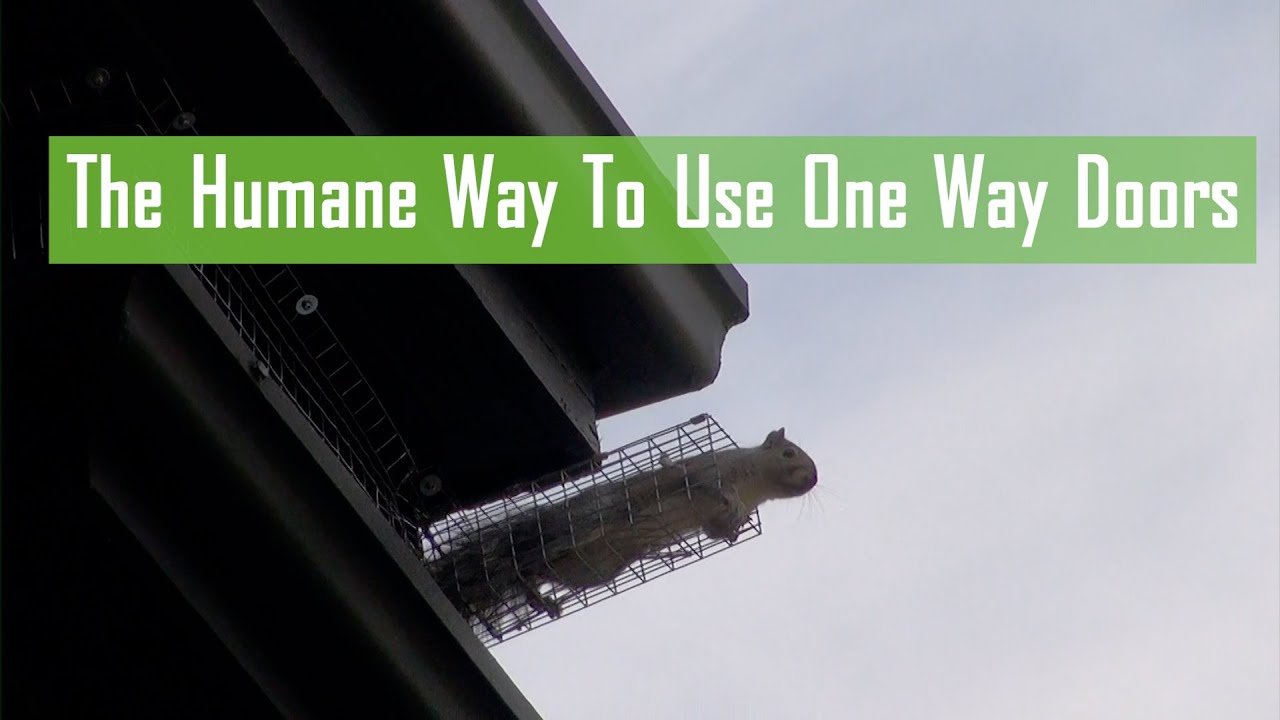 The Humane Way To Use One Way Doors