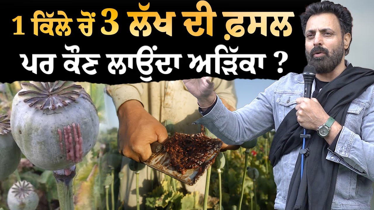 1 ਕਿੱਲੇ ਚੋਂ 3 ਲੱਖ ਦੀ ਕਮਾਈ ਪਰ ਸਲਾਹਾਂ ਦੇਣ ਵਾਲੇ ਨਹੀਂ ਚਾਹੁੰਦੇ ਪੰਜਾਬੀ ਕਿਸਾਨ ਅਮੀਰ ਹੋਣ
