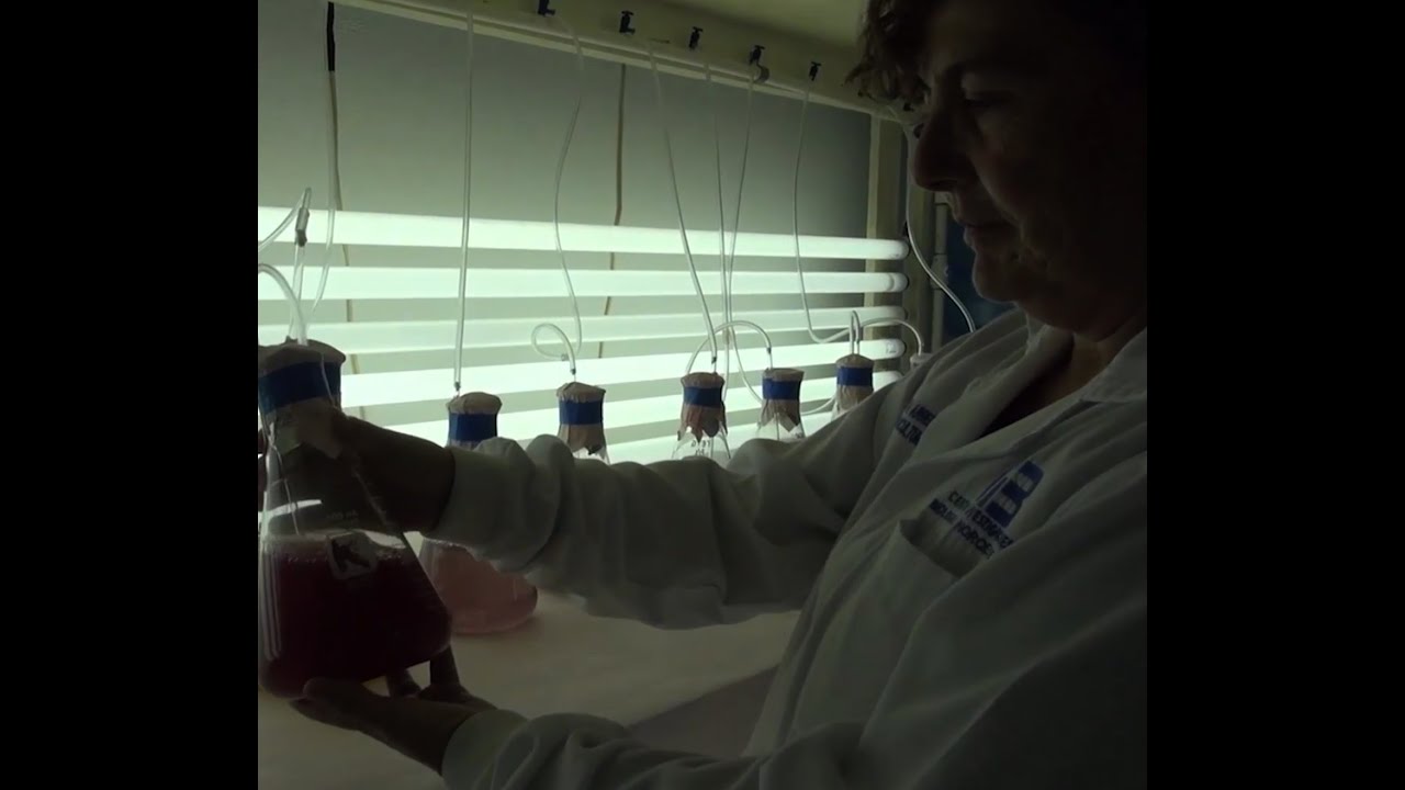 Biotecnología de microalgas