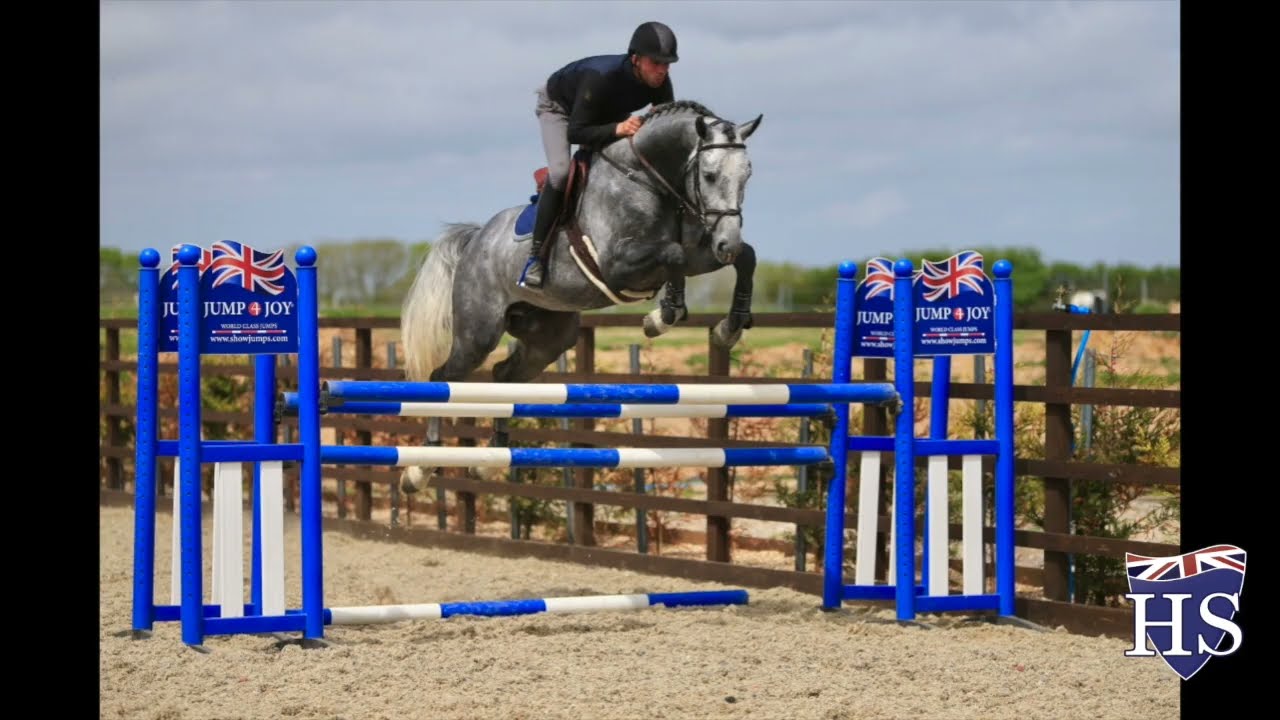 Cornet Obolensky 5yrs old