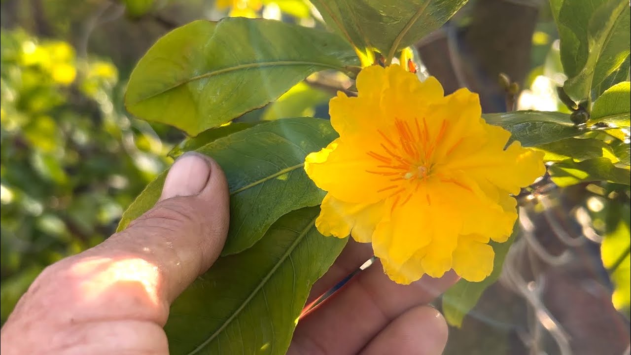 Mặt hoa siêu bông sài gòn nở được bao nhiêu cánh trên một mặt hoa