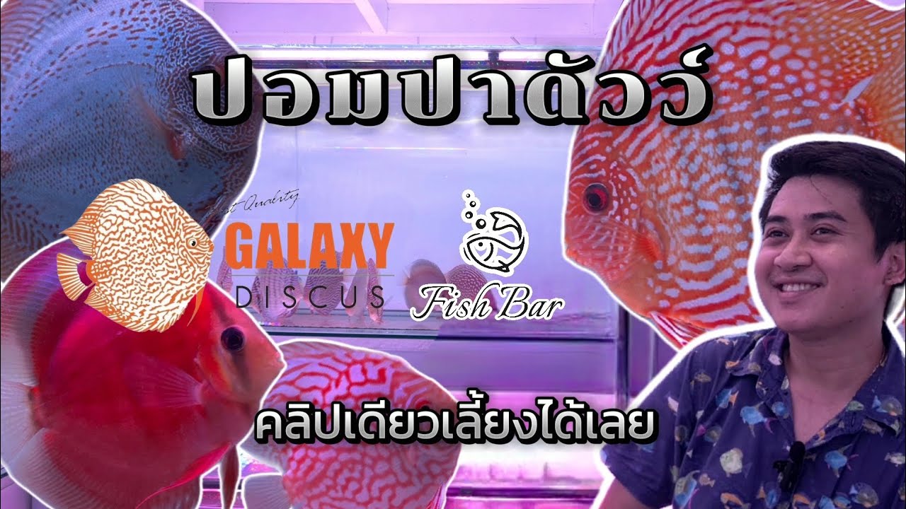 เลี้ยงปอมปาดัวว์ ไม่ได้ยากอย่างที่คิด ทำตามคลิปนี้รอดแน่นอน @fishbar11166